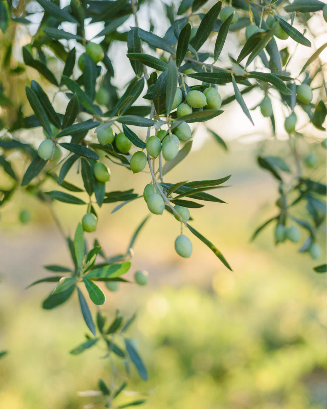 Partenaire local des Artisans Paysagistes - Végétal Passion 83 - Cogolin